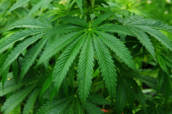 cannabis dark web