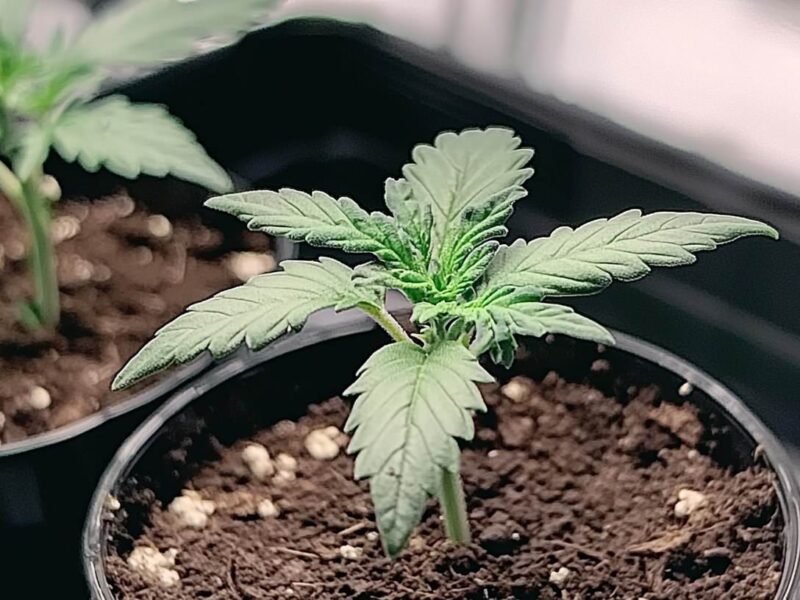 cannabis dark web